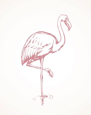 Büyük sevimli güzel pembe Phoenicopteridae hafif su birikintisi zemin üzerinde. Serbest el anahat siyah mürekkep el çizilmiş resim rozet amblemi retro sanatsal karalama yarım yamalak etch için metin alanı ile kağıt üzerinde stil kalem