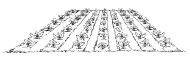 Eko yeşil erken yemyeşil olgun soya bush flora kültür ekmek beyaz arka plan üzerinde izole toprak işleme karık malç yama üzerinde. Çizgi mürekkep el çekilmiş vegan sahne kroki retro doodle karikatür tarzı ve metin için yer
