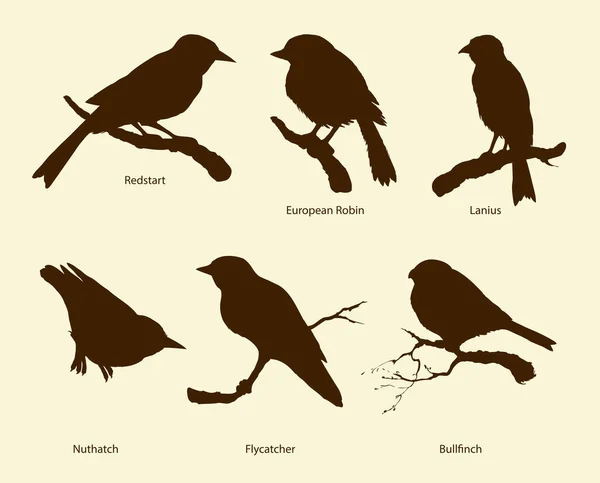 Conjunto Pássaros Bullfinch Redstart Nuthatch Flycatcher Lanius European Robin Monocromático —  Vetores de Stock