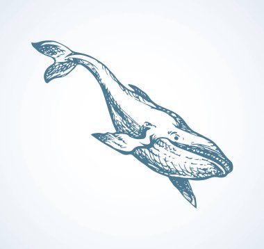 Işık aqua zemin kadar sevimli Atlantik minke yarığı. Serbest el anahat karanlık mürekkep el çekilmiş Hayvanat Bahçesi piktogram Logo Amblem yarım yamalak sanat retro oyulmuş tarzı tükenmez kalemle kağıt alanı metin için. Yan görünüm