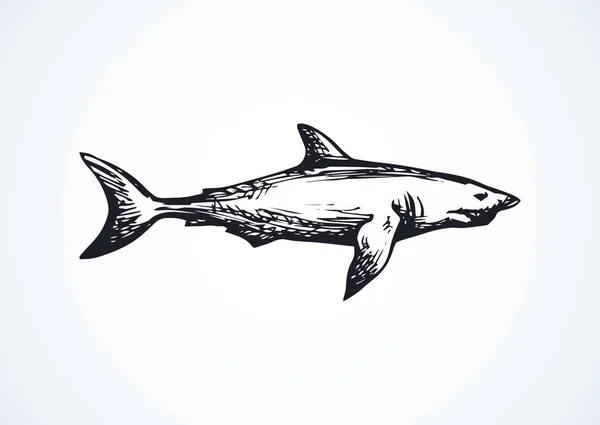 Riesiger Grauer Hai Isoliert Auf Weißem Hintergrund Freihändig Umreißen Schwarze — Stockvektor