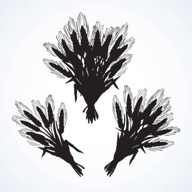 Bütün sağlıklı olgun kuru caryopsis bitki sapı paket beyaz zemin üzerinde. Karanlık mürekkep elle çizilmiş logosu sanat retro kırsal oyma karikatür grafik tarzı. Closeup görünümü