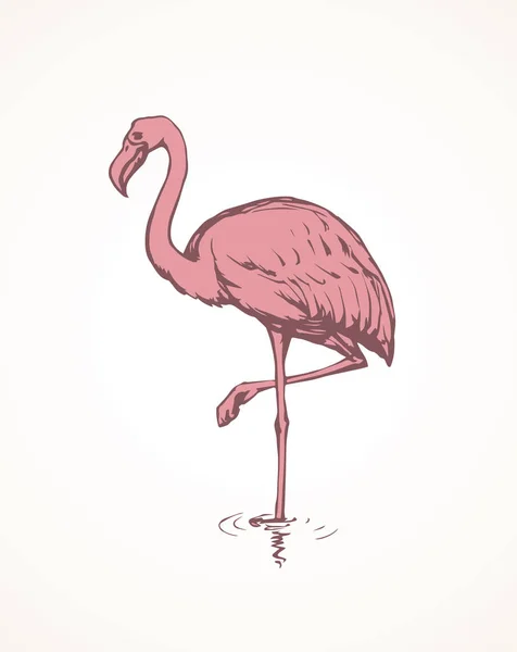 大きなかわいい美しいピンク Phoenicopteridae 光池を背景に 外枠を手描き黒インク手描き下ろし画像バッジ エンブレム レトロな芸術的なフリーハンドのスケッチ エッチング本文スペースで紙の上スタイルのペン — ストックベクタ