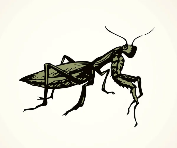 Grande Mantodea Effrayant Mignon Sur Fond Lumière Encre Noire Main — Image vectorielle