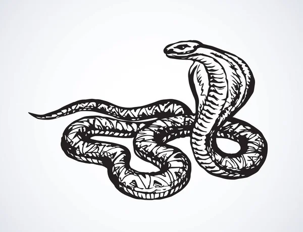 Big Curve Creepy Viperidae Crotalus Asp Serpentine Sobre Fondo Blanco — Vector de stock