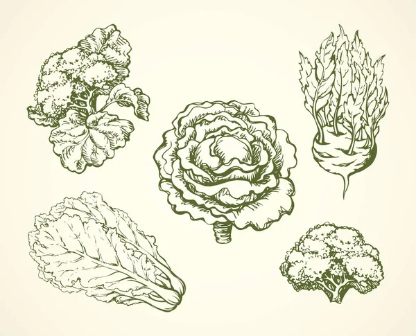 Crus Crus Frais Brassica Oleracea Collard Brocolli Signe Tête Dîner — Image vectorielle
