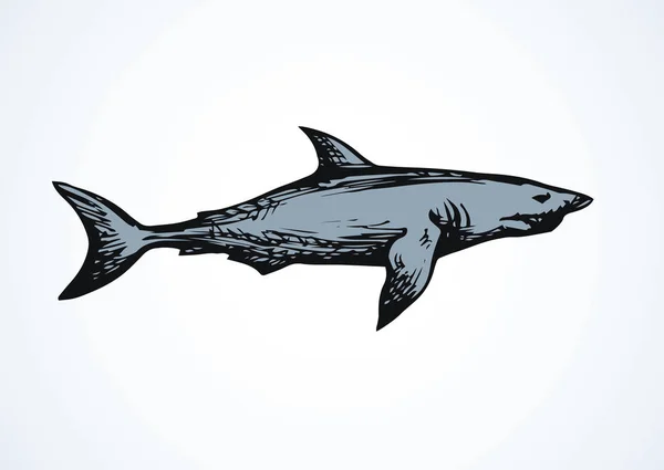 在白色背景下被孤立的巨型灰鲨 手绘轮廓黑色墨手画标识会徽象形文字粗略在艺术复古涂鸦风格笔在纸上 带有文本空间的特写侧面视图 — 图库矢量图片