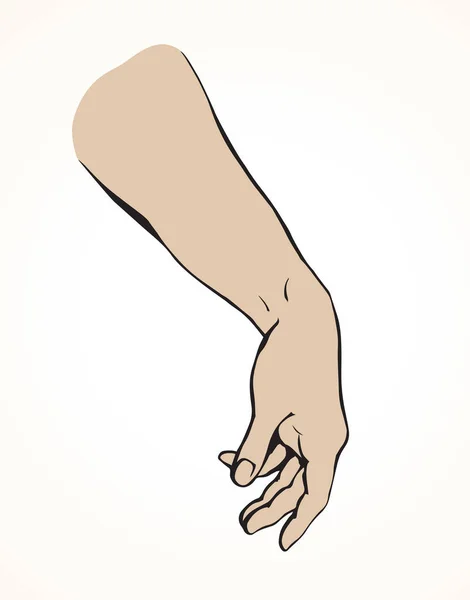 Antebrazo Señorita Extendida Sobre Fondo Blanco Esquema Mano Alzada Tinta — Vector de stock