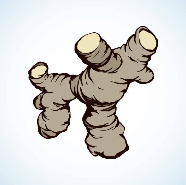 Beyaz zemin üzerinde ham taze Zingiber officinale. FreeHand siyah anahat mürekkep elle çizilmiş Eko zingiberis logo piktogram retro sanat doodle basık karikatür tarzı kalem kağıt alanı metin için. Closeup görünümü