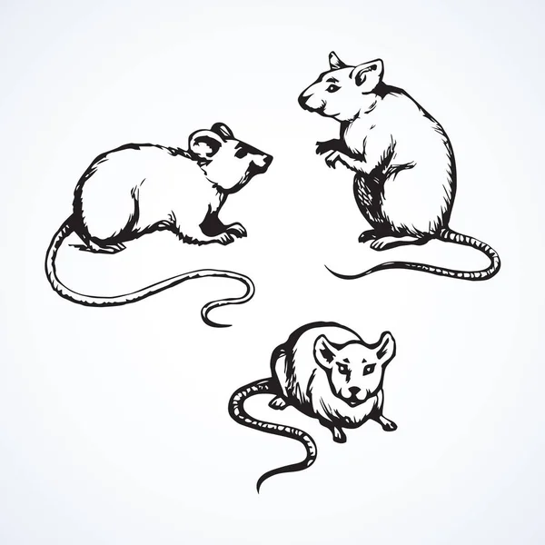 Rattus Peludo Sobre Fondo Claro Tinta Negra Freehand Logotipo Dibujado — Vector de stock