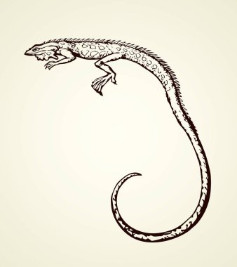 Beyaz arka planda izole edilmiş yaşlı sürüngenleri ezin. El yazısıyla çizilmiş resim sembolü kağıt üzerine karalama tarzı kalemle çizilmiş. Gökyüzünde metin için alanı olan yakın görünüm