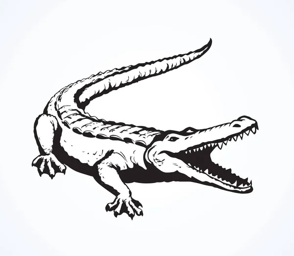 Squamate Nijl Oude Ruwe Schilferige Crocodilia Geïsoleerd Een Witte Achtergrond — Stockvector