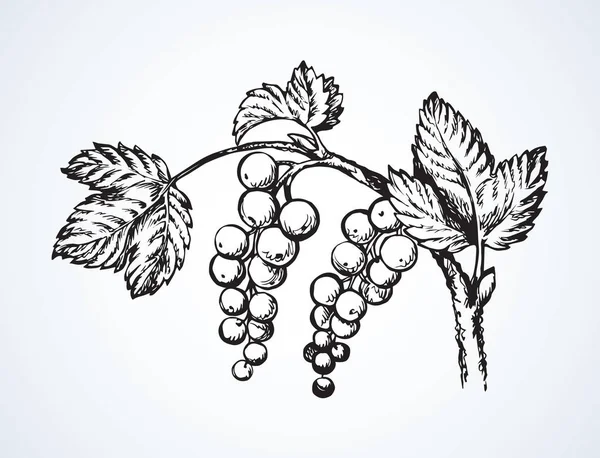 Свежие Спелые Grossulariaceae Выделенные Светлом Фоне Нарисованный Черными Чернилами Логотип — стоковый вектор