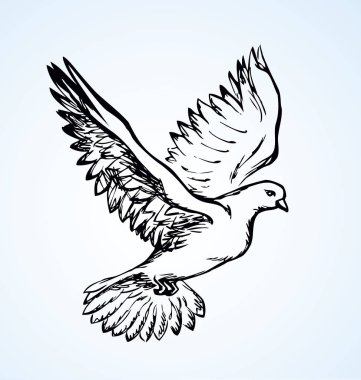 Romantik grace volant izole üzerinde beyaz arka plan güvercin. Pax alegori kartı genel kavram ya da gelin. FreeHand mürekkep çizilen simgesini yarım yamalak sanat doodle tarzı kalem kağıt üzerinde. Görünüm portre ile metin üzerinde sky için yer