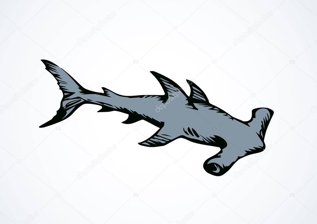 Great bonnethead Sphyrna mokarran on white backdrop. Freehand linear black ink hand drawn picture logo sketchy in art retro doodle contour graphic style pen on paper. View closeup with space for text