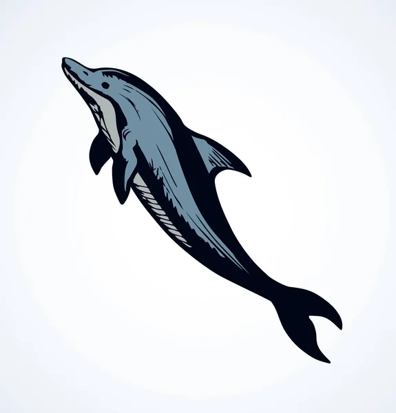 Delfin. Vektoros rajz — Stock Vector