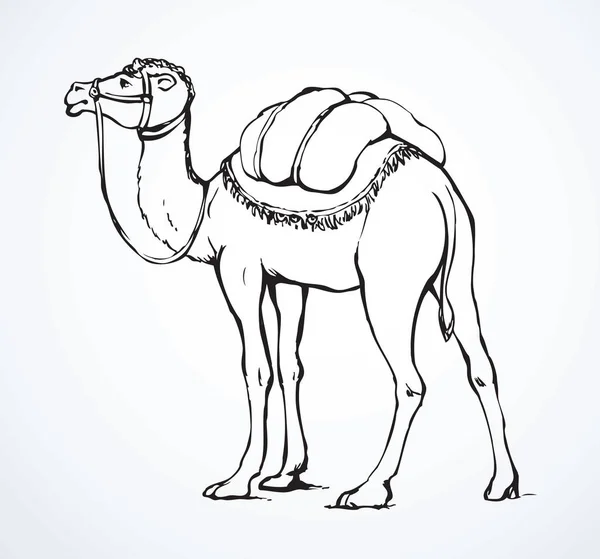 Camello. Boceto vectorial — Archivo Imágenes Vectoriales
