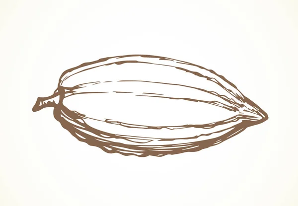 Cacao vruchten. Vector tekening — Stockvector
