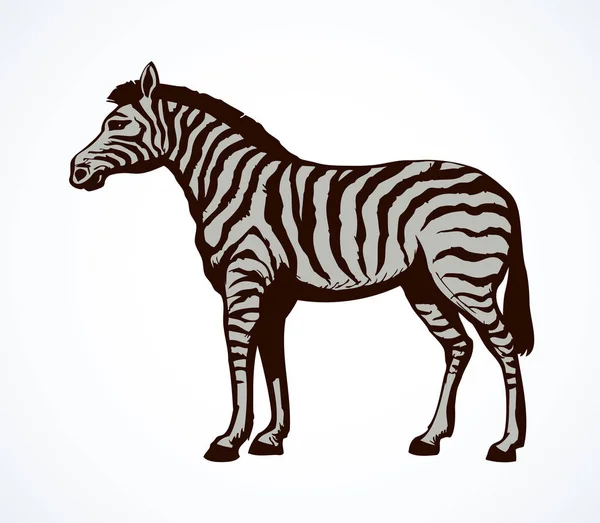 Zebra. Gambar vektor - Stok Vektor