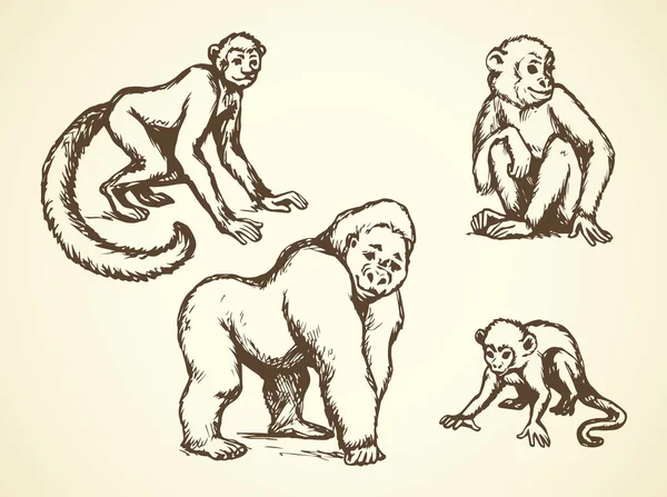 Lemur. Vektorové ilustrace — Stockový vektor