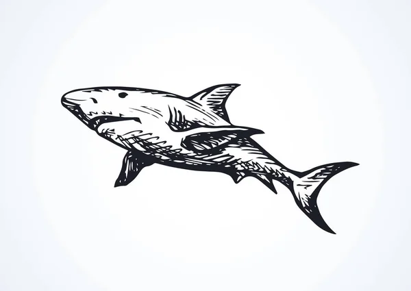 鲨鱼。矢量绘图 — 图库矢量图片