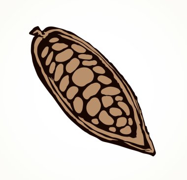 Kakao meyveleri. Vektör çizim