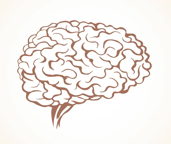 Cerebro. Dibujo vectorial — Archivo Imágenes Vectoriales