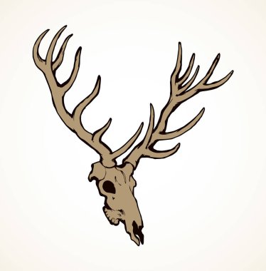 Geyik kafatası. Vektör çizim