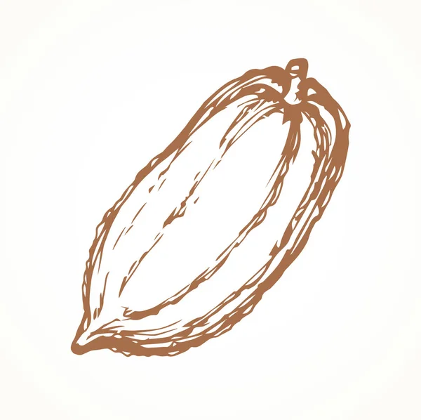 Frutas de cacao. Dibujo vectorial — Archivo Imágenes Vectoriales