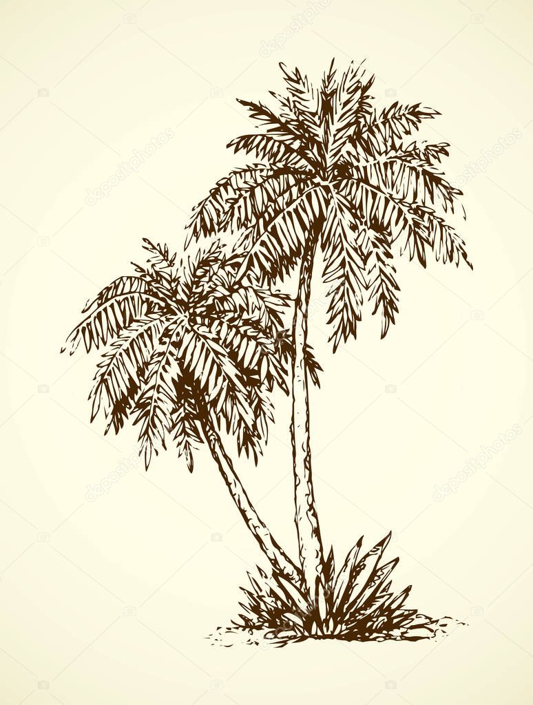 Palm on beach.  Vector drawing