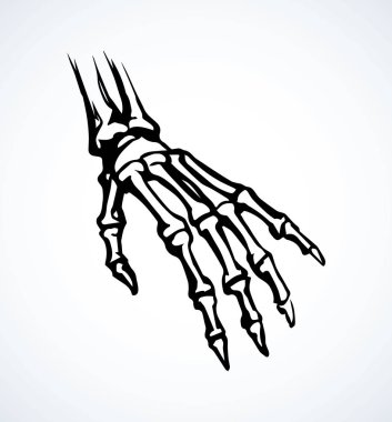 Elin kemikleri. Vektör çizimi