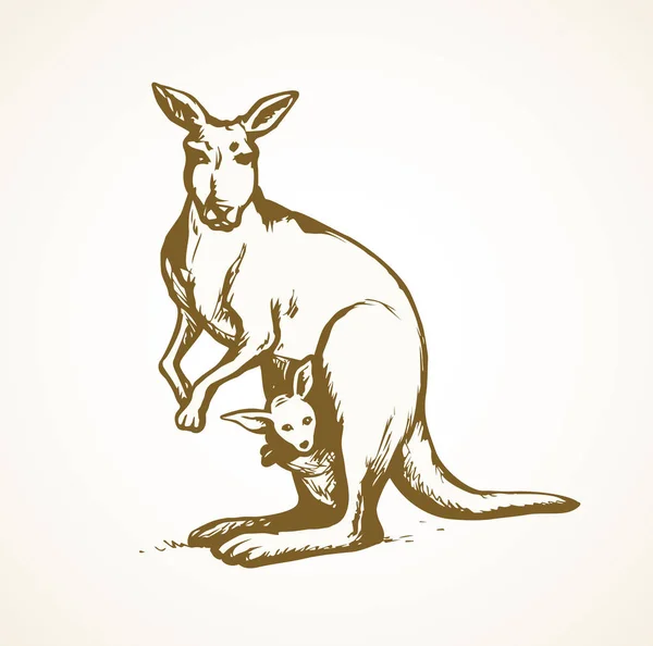 Känguru. Vektorzeichnung — Stockvektor