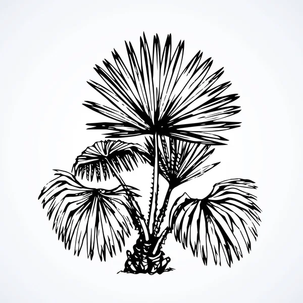 Arbusto tropical. Desenho vetorial —  Vetores de Stock