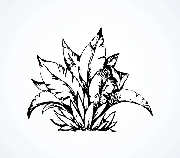 Arbusto tropical. Dibujo vectorial — Vector de stock