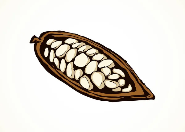 Kakao owoce. Wektor rysunek — Wektor stockowy