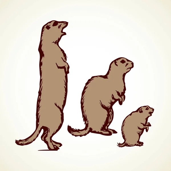 Marmota. Ilustração vetorial —  Vetores de Stock