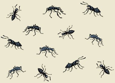 Ant vektör çizim