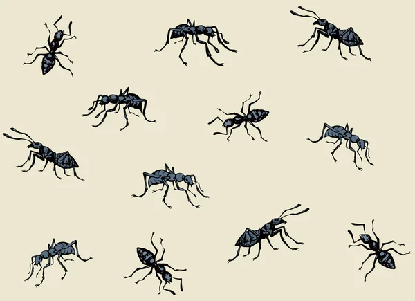 蚂蚁矢量绘图 — 图库矢量图片