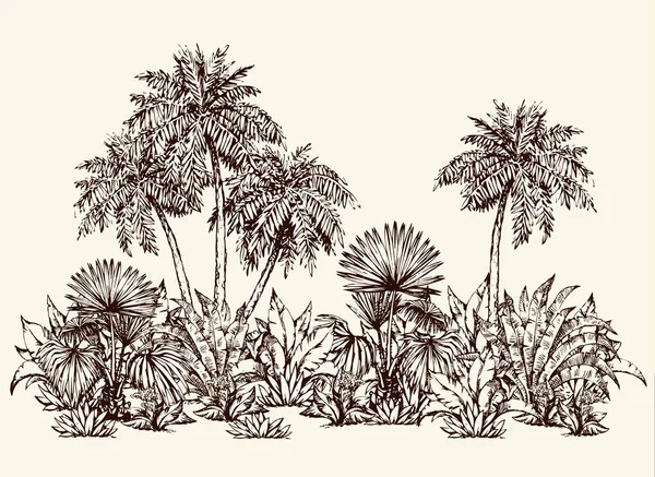 Bosque de palma. Dibujo vectorial — Archivo Imágenes Vectoriales
