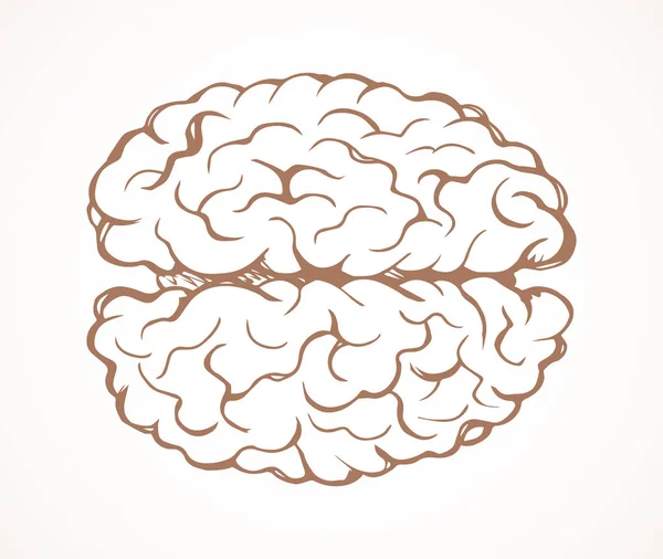 Mozku. Vektorové kreslení — Stockový vektor