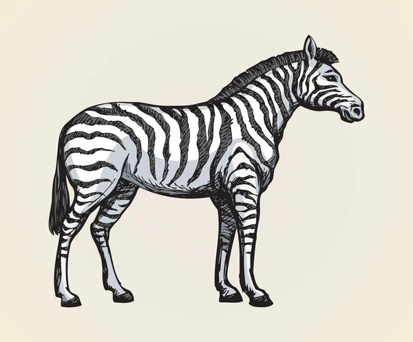 Zebra. Vektorzeichnung — Stockvektor