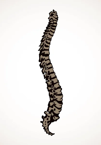 La colonne vertébrale. Dessin vectoriel — Image vectorielle