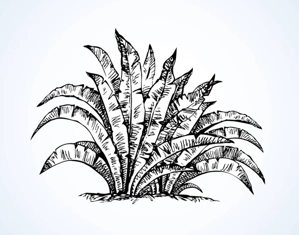 Un buisson tropical. Dessin vectoriel — Image vectorielle