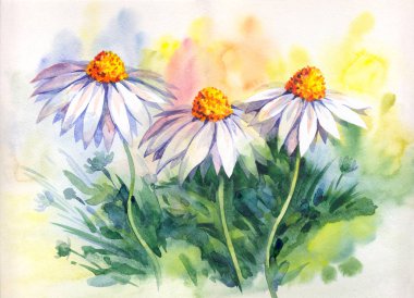 Chamomile sahada. Suluboya boyama
