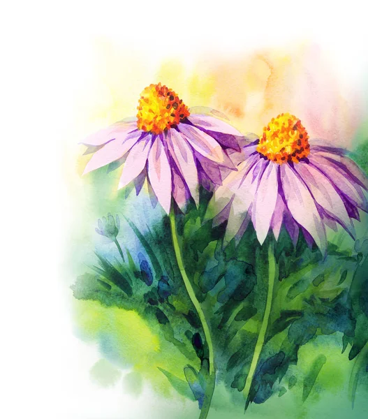 Chamomile in the field. Watercolor painting