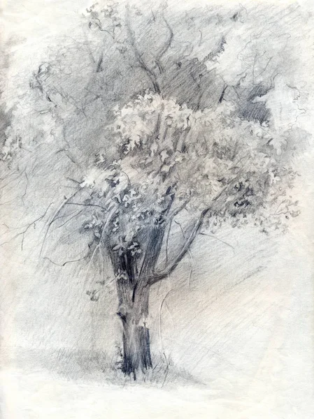 Träd. Blyertspenna ritning på papper — Stockfoto
