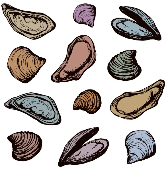 Oyster. Vector tekening — Stockvector