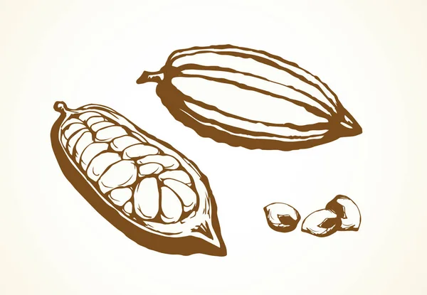 Frutas de cacau. Desenho vetorial — Vetor de Stock