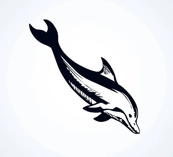 Un dauphin. Dessin vectoriel — Image vectorielle