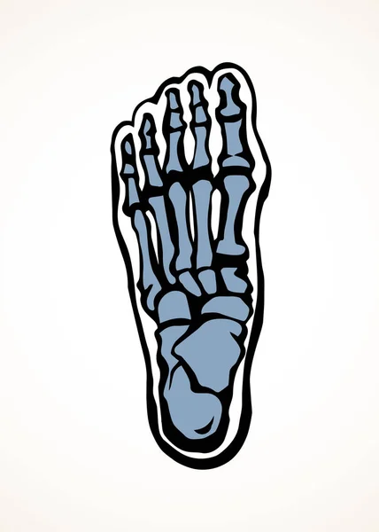 足の骨ベクトル描画 — ストックベクタ